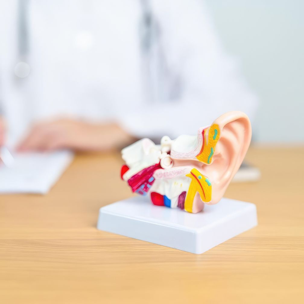 A detailed anatomical model of a human ear sits on a white stand on a wooden table, with a blurred person in a white coat writing in the background.